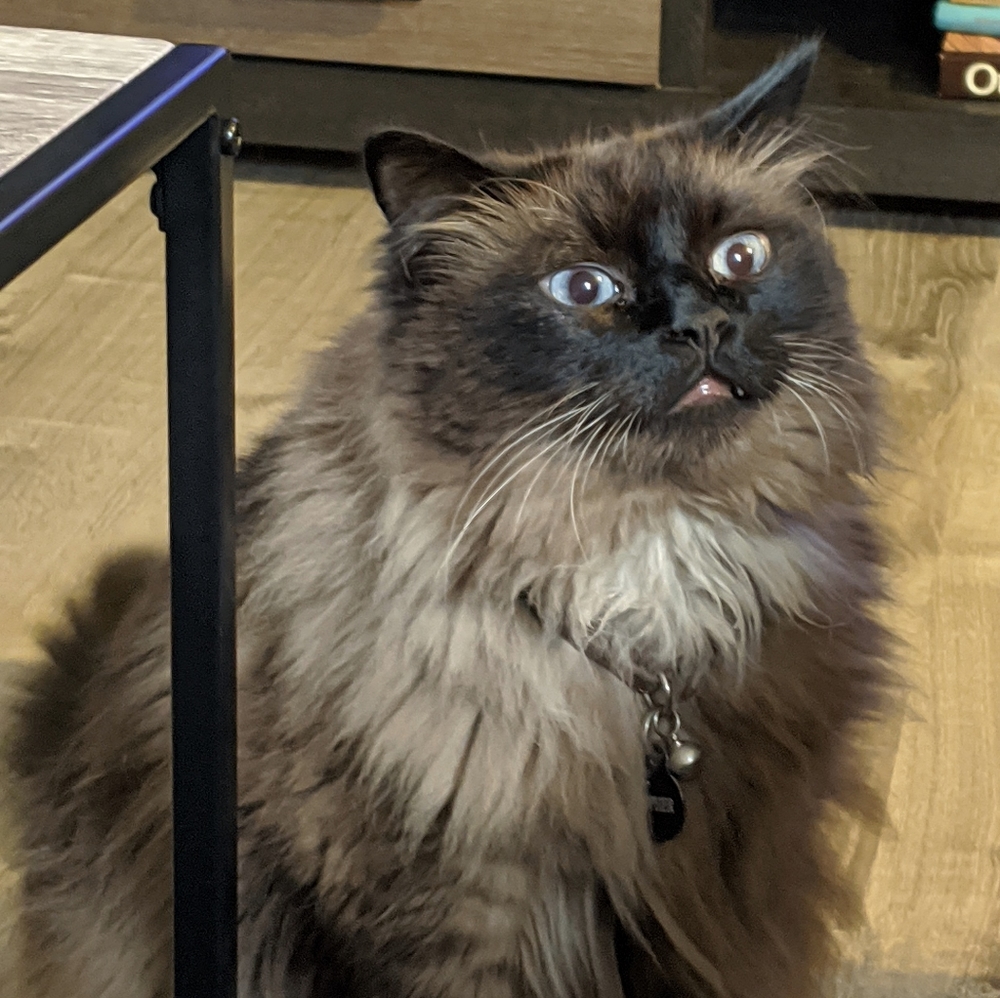 Meet your Posher, Nikki